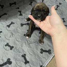 Boxer Puppies from Caprock Boxers