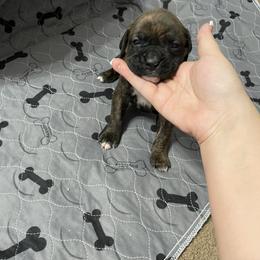 Boxer Puppies from Caprock Boxers