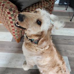 Ellie - Goldendoodle