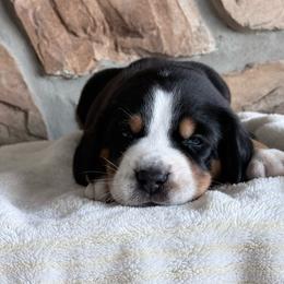 Blue - Black, white and red male Greater Swiss Mountain Dog puppy in Everett, Pennsylvania from Sweet Stream Swissies