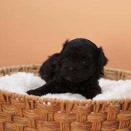 Happy (Pink Collar) - Black female Shihpoo puppy in Las Vegas, Nevada from Plush Toy Poodle Puppies & Pals