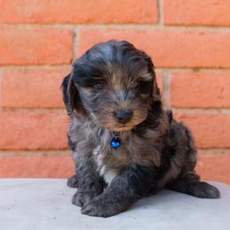 Aussiedoodle and Goldendoodle Puppies from Ever After Doodles Arizona