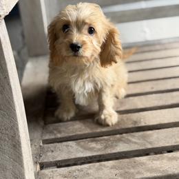 Alex - Apricot male Cavapoo puppy in Woodridge, New York from Woodland poodles and Cavapoos