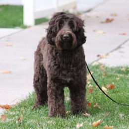 Bella - Australian Labradoodle