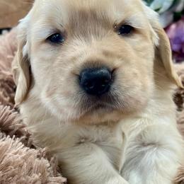 Golden Retriever Puppies from Gaddis Golden Retrievers