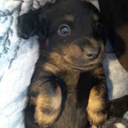 Dachshunds from EZ 2 Love Dachshunds