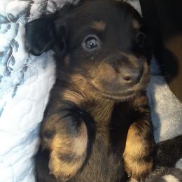 Dachshunds from EZ 2 Love Dachshunds