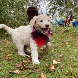 Archie- dark blue - Apricot male Goldendoodle puppy in Carlton, Minnesota from Lakeside Doodles MN