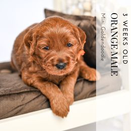 Orange - Red  male Goldendoodle puppy in Platteville, Wisconsin from Beck Kennel