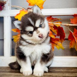 Ronald Weasley - Chocolate male Pomsky puppy in Greenville, South Carolina from Thicketty Mountain Pomskies