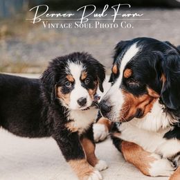 Bernese Mountain Dog puppies from Berner Bud Farm