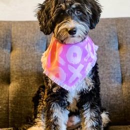 Sig - Bernedoodle