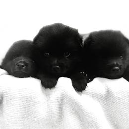 Schipperke puppies from Expedition Schipperkes