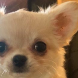 Chihuahuas from V' Encore