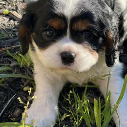 Cavalier King Charles Spaniel Puppies from Meyer's Cavalier
