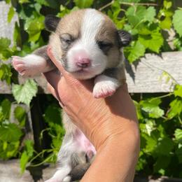 Female 3 - Sable female Pembroke Welsh Corgi puppy in Hueytown, Alabama from AAA Corgis