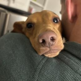 George - Dachshund