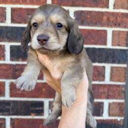 Bernadette - Chocolate and cream female Dachshund puppy in Piedmont, Oklahoma from Jess’s Dachshunds