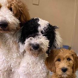 Mabel - Goldendoodle