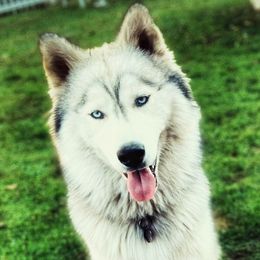 Siberian Huskies from Blue Ridge Siberians