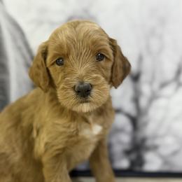 North- purple - Red  female Goldendoodle puppy in Bogue Chitto, Mississippi from Valentine Kennels