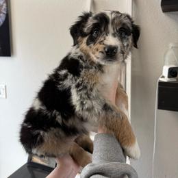Snickers - Black tri-color female Australian Shepherd puppy in Weeki Wachee, Florida from Ace of Spades Australian Shepherds