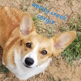 Peaches - Pembroke Welsh Corgi