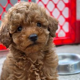 Miami - Red male Maltipoo puppy in San Diego, California from Maltipoos SD