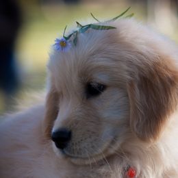 Golden Retriever Puppies from Glacier Goldens