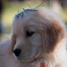Golden Retriever Puppies from Glacier Goldens