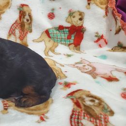 Cavalier King Charles Spaniel Puppies from Lucia's Cavalier King Charles Spaniels