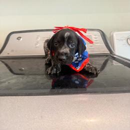 Yellow Collar - Black roan male German Shorthaired Pointer puppy in Axtell, Texas from Texas German Shorthaired Pointers