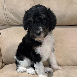Anchovy - Parti female Poodle puppy in Troy, New Hampshire from SP Standard Poodles