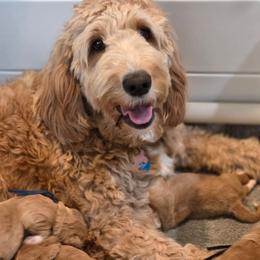 Goldendoodle puppies from Kerri's Goldendoodles