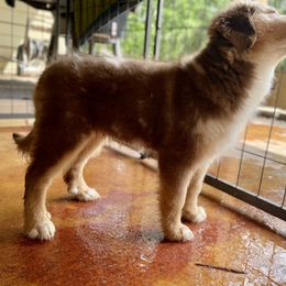 Australian Shepherd and Miniature Australian Shepherd Puppies from Integrity Aussies Tx