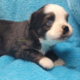 Cooper - Black tri male Miniature Australian Shepherd puppy in Deer Park, Washington from Rodeo Aussies