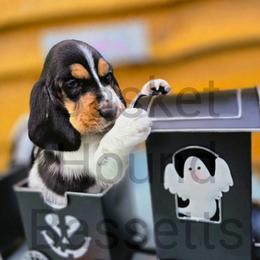 River (yellow collar) - Black brown and white female Basset Hound puppy in Big Rapids, Michigan from Basket Hound Bassets