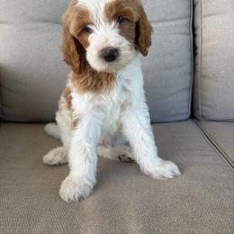 Banana - Parti male Goldendoodle puppy in Smithfield, Kentucky from KBK9 Kennels