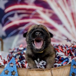 Belgian Malinois Puppies from Blue Shield Malinois