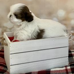 Casper - Gold and white male Shih Tzu puppy in Silver Lake, Oregon from Bling Shih Tzu
