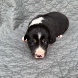 Girl 2 - Tri-color female Border Collie puppy in Centerville, Washington from Forthright Farms