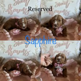 Assorted Doodle Crosses and Aussiedoodle Puppies from Parrish Precious Ones Missouri