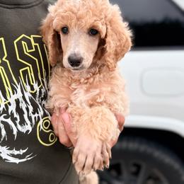 Grey Boy - Apricot male Poodle puppy in Joshua, Texas from Double R Poodles