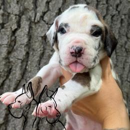 Mochi - Brindle female Great Dane puppy in Michigan from Ohana Great Danes of Michigan