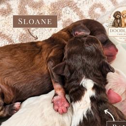 Sloane - Brown female Shihpoo puppy in Chelsea, Alabama from Doodle Lane - Toy Doodles Alabama