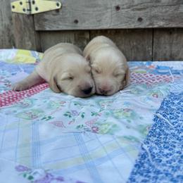 Teddy - Cream male Dachshund puppy in Squires, Missouri from Hudson’s Hounds