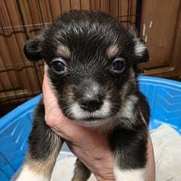 Quinns Boy 2 - Black and tan male Pembroke Welsh Corgi puppy in Middleburg, Florida from Mulkeys Little Corgis