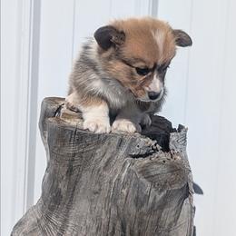 Native - Sable and white male Cardigan Welsh Corgi puppy in Hotchkiss, Colorado from Bell S Ranch