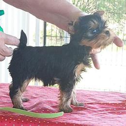 Nova - Black and tan female Yorkshire Terrier puppy in Grand Terrace, California from CLC SOUTHERN YORKIES