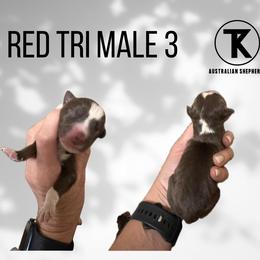 RTM3 - Red tri male Miniature Australian Shepherd puppy in Nacogdoches, Texas from TK Standard, Mini, & Toy Aussies